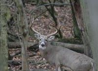 ENORMOUS TROPHY BUCKS YOU WILL NOT FIND THESE SIZES ANYWHERE ELSE!!