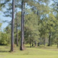Deerwood Plantation images 2