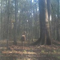 Deerwood Plantation images 5