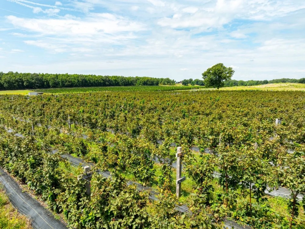 153 - Acre Organic Working Blackberry Farm Office Equipment New Home Sherwood Arkansas featured image