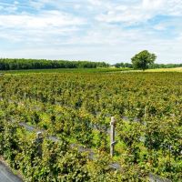 153 - Acre Organic Working Blackberry Farm Office Equipment New Home Sherwood Arkansas