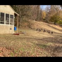 Giles County 239 Acres images 4