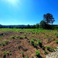 120 Acre Conservation Beauty images 3