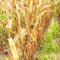 Louisiana Delta Ag With CRP images 5