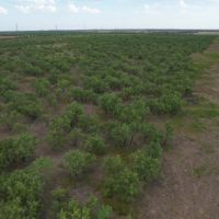 Back on the Market 75 - Acres Jones County images 2