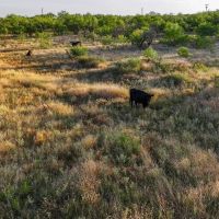 Cottle Ranch images 5
