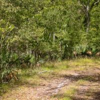 Hunting Land for Sale Just Outside of Baton Rouge images 5
