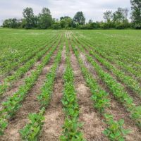 Land Auction - 56 Acres - Defiance County images 4