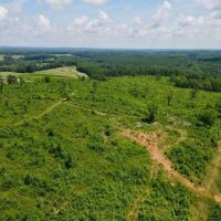Tract 2- 16.5 - Ac Woodland images 2