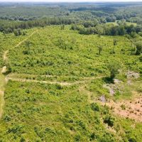 Tract 2- 16.5 - Ac Woodland images 3
