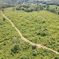 Tract 2- 16.5 - Ac Woodland images 4