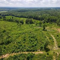 Tract 2- 16.5 - Ac Woodland images 5