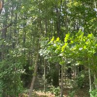 Prime 48.3-Acre Timber Tract Near Plymouth NC - Ideal for Hunting Investment images 2