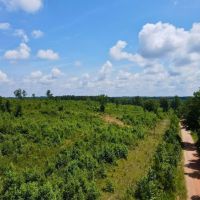 Tract 1- 16.5 - Ac Woodland images 2
