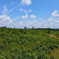 Tract 1- 16.5 - Ac Woodland images 3