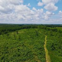 Tract 1- 16.5 - Ac Woodland images 4