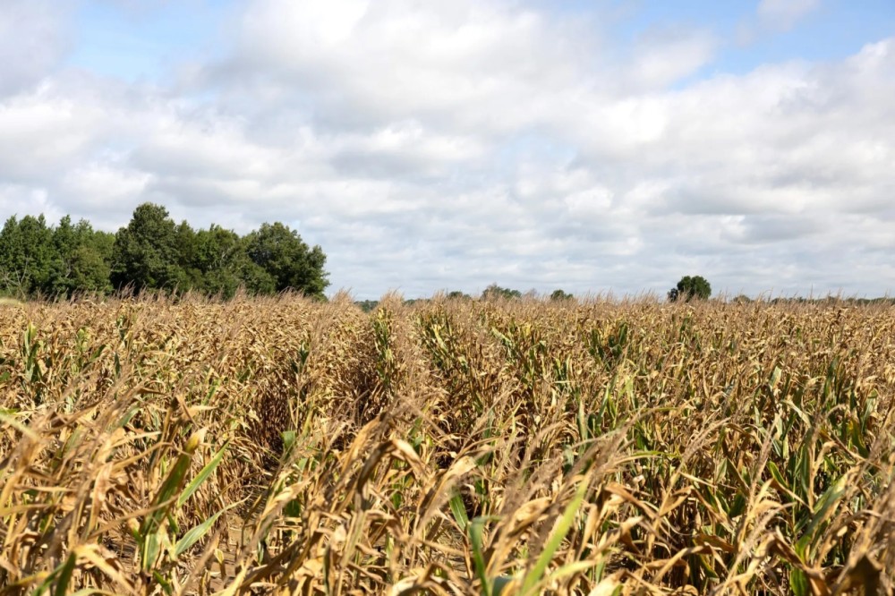 Fertile Ground In The LA Delta featured image