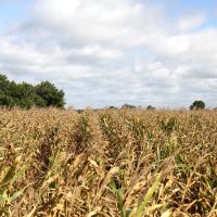 Fertile Ground In The LA Delta