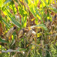 Fertile Ground In The LA Delta images 3