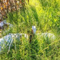 Fertile Ground In The LA Delta images 4