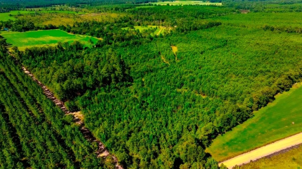 Wilcox Hunting Homeplace featured image
