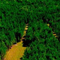 Wilcox Hunting Homeplace images 2