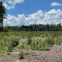 GA Highway 202 Estate Land images 4