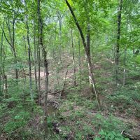 60 Acres in Whitfield County Georgia images 2