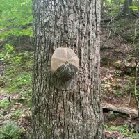 60 Acres in Whitfield County Georgia images 3