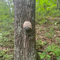 60 Acres in Whitfield County Georgia images 4