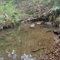 60 Acres in Whitfield County Georgia images 5