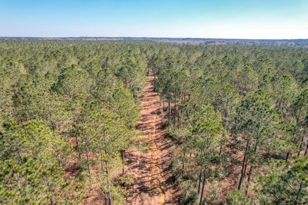 625 Acres Amite County MS Timberland for Sale featured image
