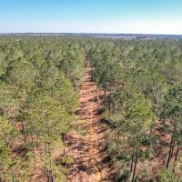 625 Acres Amite County MS Timberland for Sale