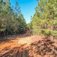 625 Acres Amite County MS Timberland for Sale images 2