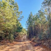 625 Acres Amite County MS Timberland for Sale images 3