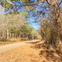 625 Acres Amite County MS Timberland for Sale images 4
