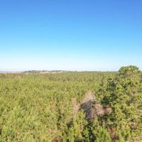 625 Acres Amite County MS Timberland for Sale images 5