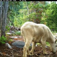 12,000 acres of Snow Peak WMA for hunting Elk in Shoshone, ID images 3