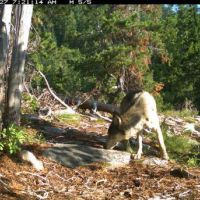 12,000 acres of Snow Peak WMA for hunting Elk in Shoshone, ID images 4