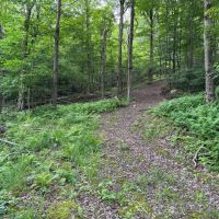 24 acres Hunting Land and Recreational Land with Building Lot in Clarksville NY Wolf Creek Rd images 4