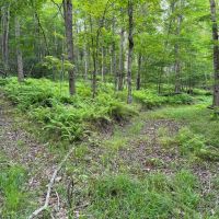 24 acres Hunting Land and Recreational Land with Building Lot in Clarksville NY Wolf Creek Rd images 5