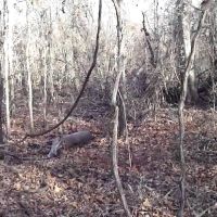 Red River WMA - 1,800 acres for hunting Deer in Idaho, ID