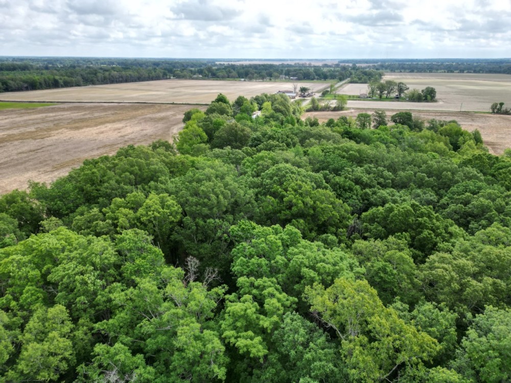 LA _ West Carroll 50 acres - featured image