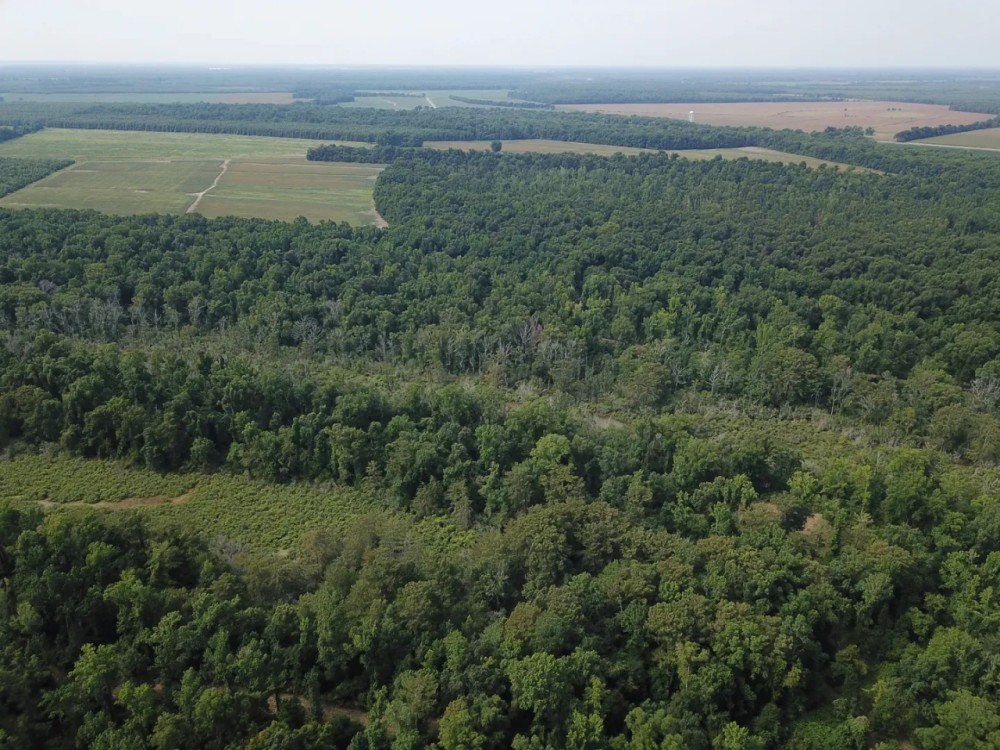 LA - Tensas 277 acres - featured image