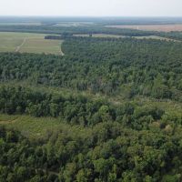 LA - Tensas 277 acres -