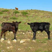 Archuleta Ranch images 2