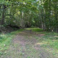 17 acres Hunting Land and Recreational Land with Building Lot in Clarksville NY Wolf Creek Rd images 5