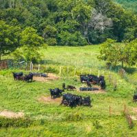Alibi Springs Ranch images 4