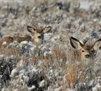 Boise River WMA - 34,000 acres for hunting Deer in Ada, ID images 4