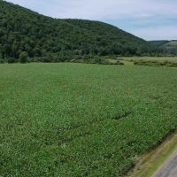 174 acre Farm and Recreational Property in Avoca NY 9916 County Road 9 images 2
